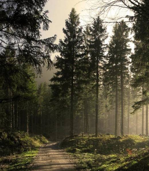 norsk skog 2